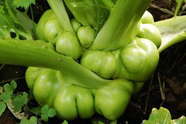 乌江榨菜厂家利润,代理榨菜利润有多少