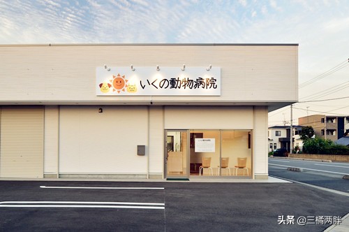 比熊又拉又吐粪便里有血怎么办呢,幼犬比熊怎么养不得病