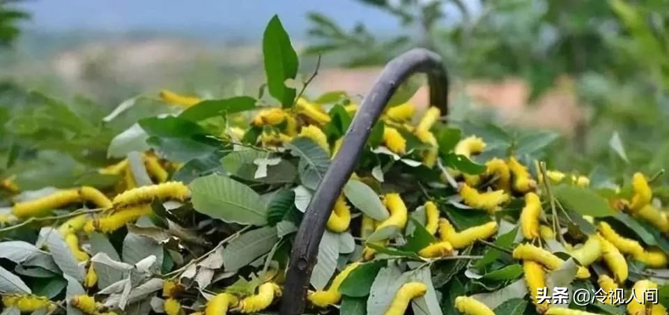 南阳怎样？看完你也会说“中！中！中！”