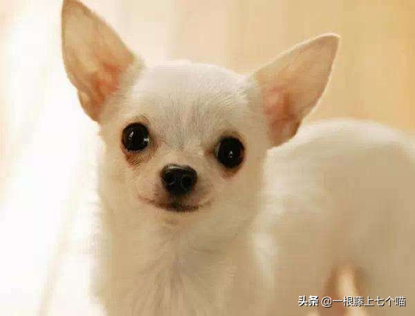 狗狗欺负汪星人的表现,狗狗总是凶主人对主人叫