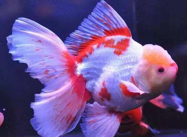 网上购买20条金鱼靠谱吗,网上看见喜欢的金鱼