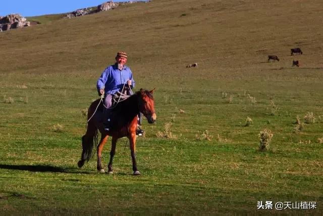伊犁可克达拉草原,伊犁草原之旅