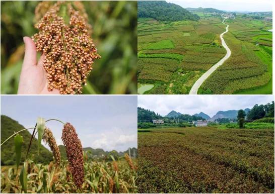 国台凭何领航商业生态？以“聚-合-通””缔结共享共赢的价值纽带