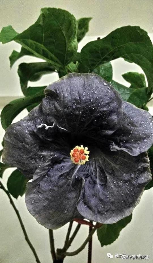 大红花和扶桑木槿有什么区别,木槿花和扶桑花哪个品种好