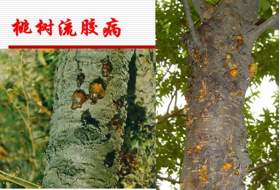 桃树的病虫害防治大全,桃树病虫害防治简单方法