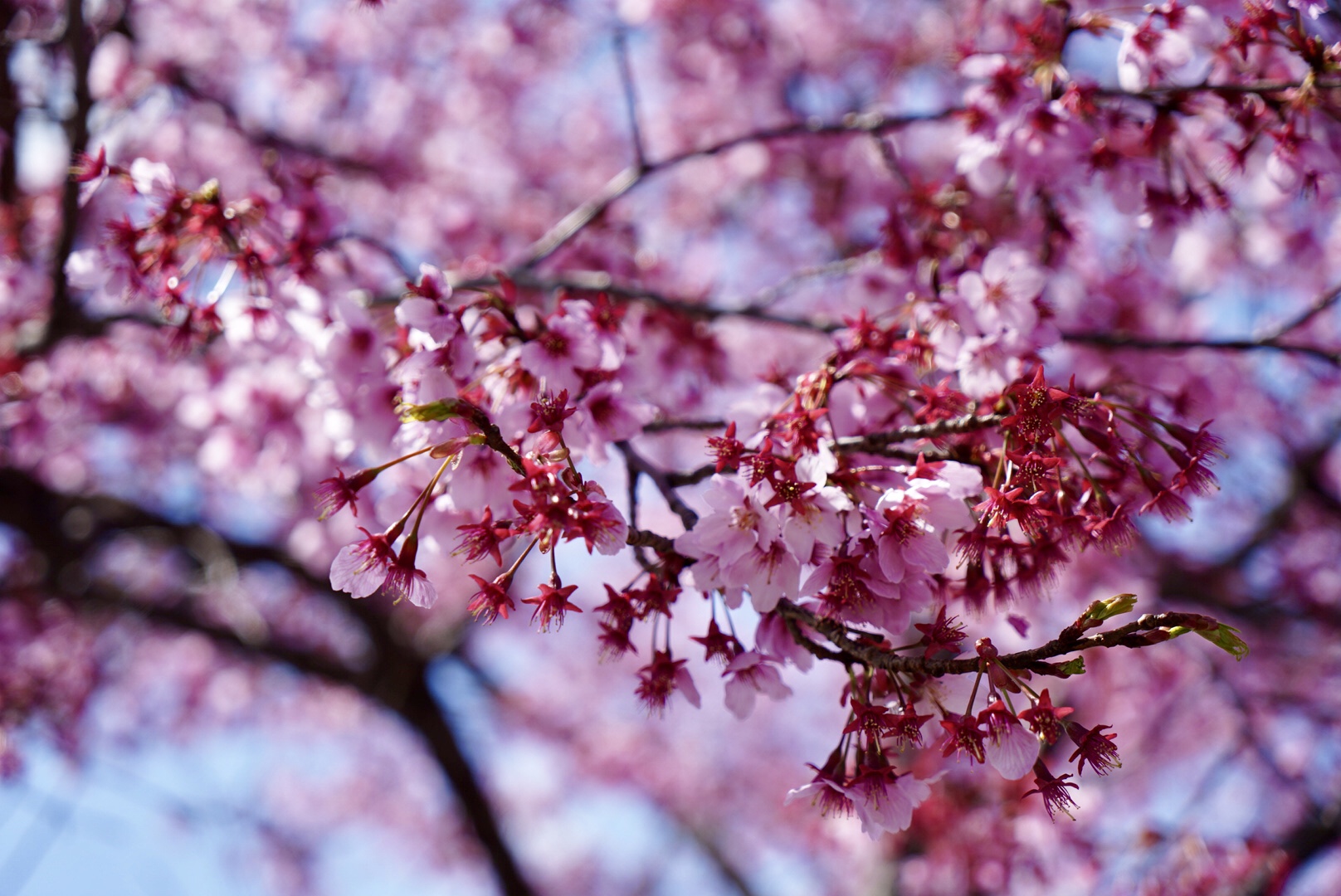 2019日本赏樱最新攻略|大津小众路线私家推荐