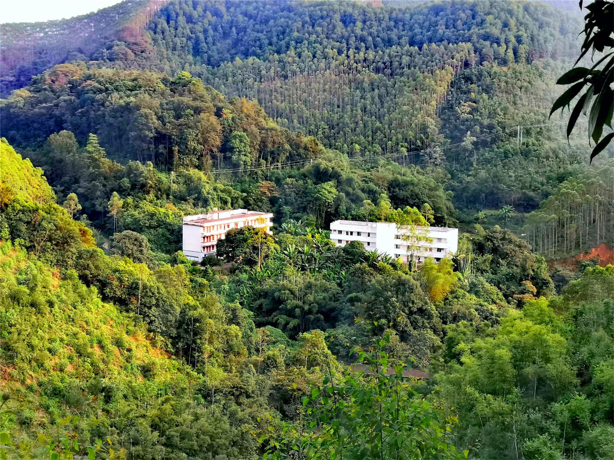 广西桉树之谜,广西摇钱树桉树