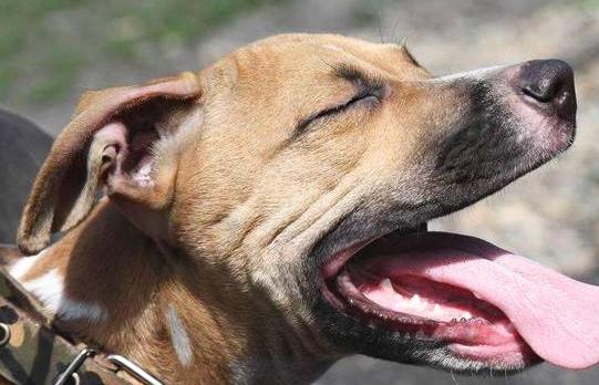 狗狗老是叫怎么让狗安静下来,狗狗瞧见别的狗狗总乱叫怎么纠正