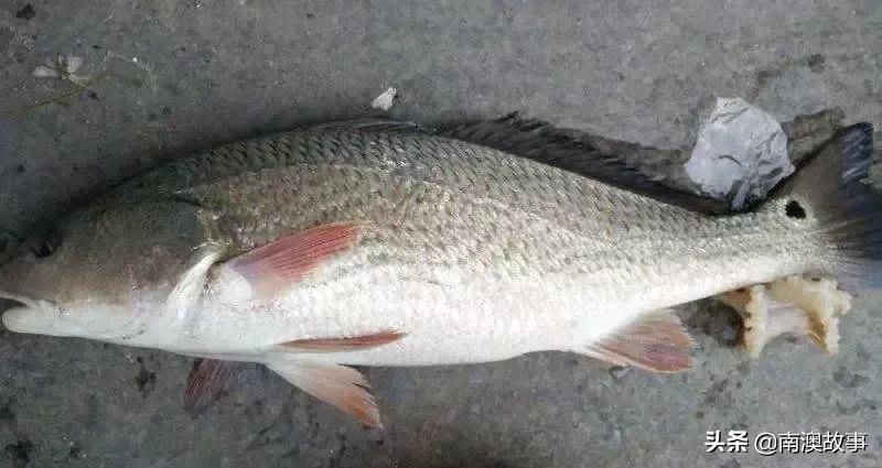 南澳渔民出海最常见的50种海鱼，都吃过，你就能退休了！