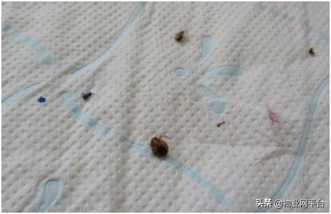 灭跳蚤最快方法,快速有效的灭跳蚤方法