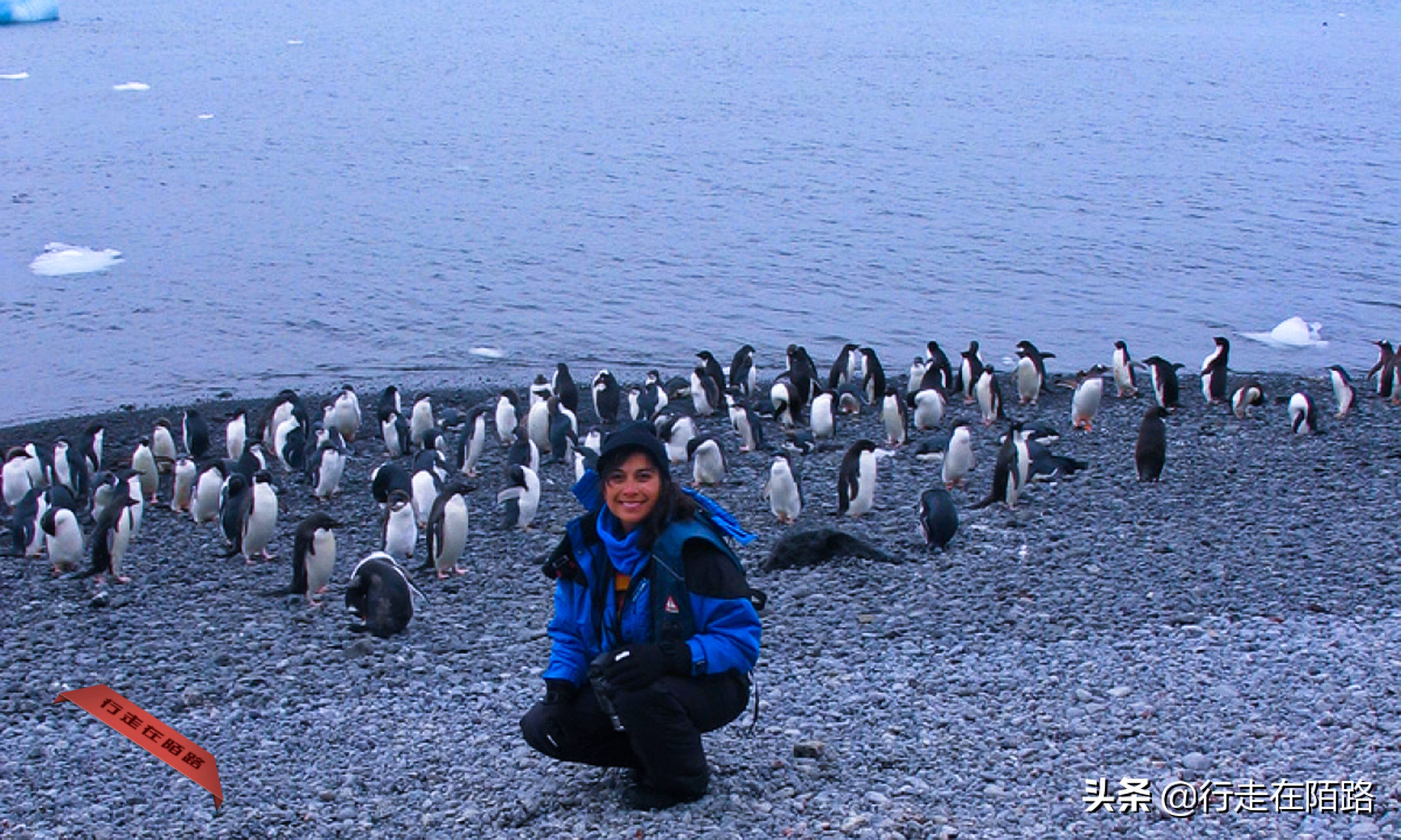 铲屎官的工资,铲屎官工资一天多少钱