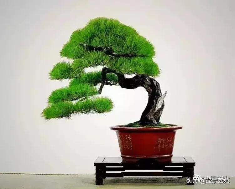 寒松纵老风骨在——赏松杂谈