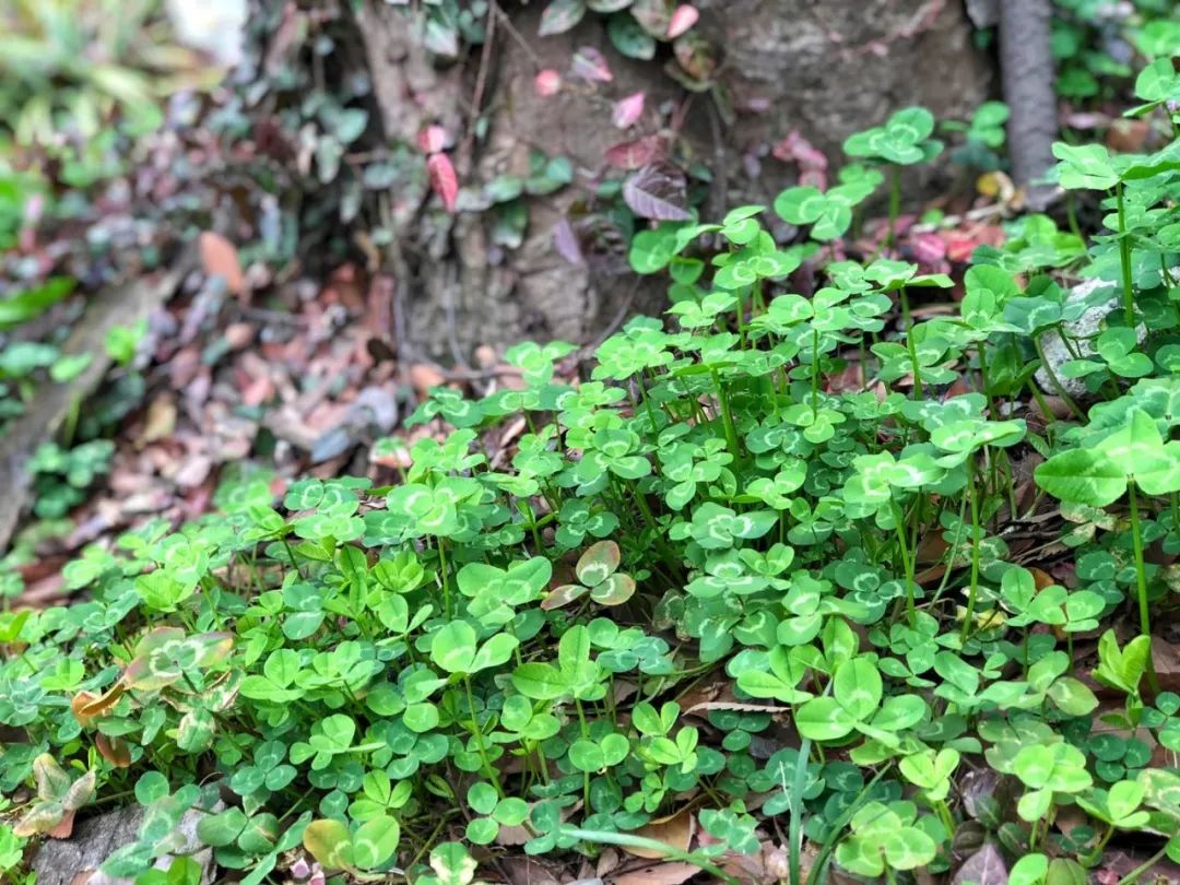 穹窿山国家森林公园接待游客,穹窿山景区旅游感受