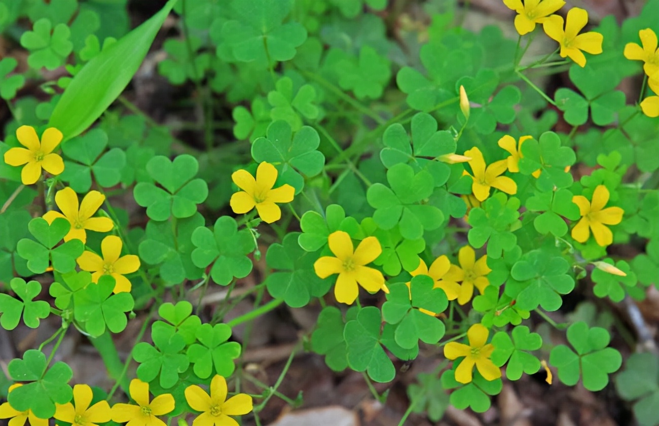 小时候经常见又叫不上名字的植物,一些常见的能吃的植物名称