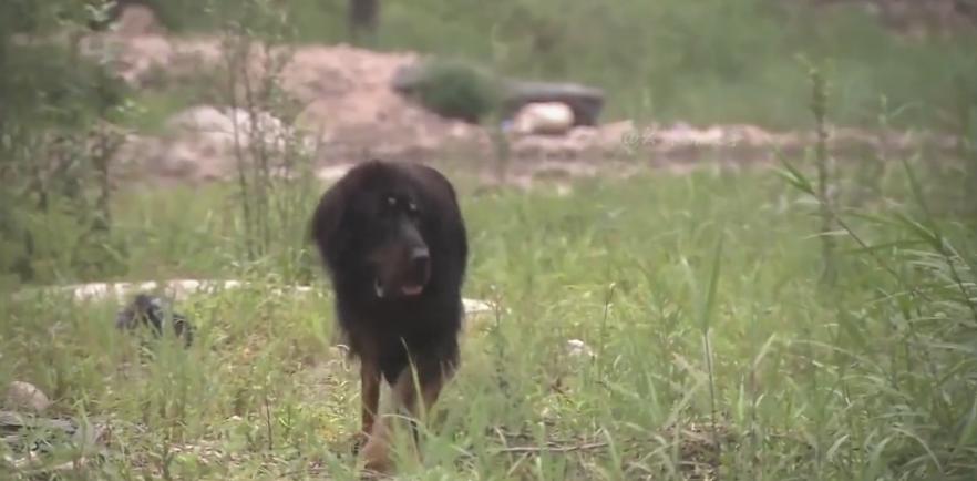 主人想把狗安乐死,主人选择抛弃狗狗