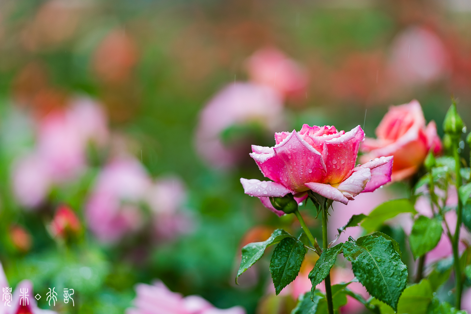 月季花中国特有品种,从中国运到欧洲的四种月季