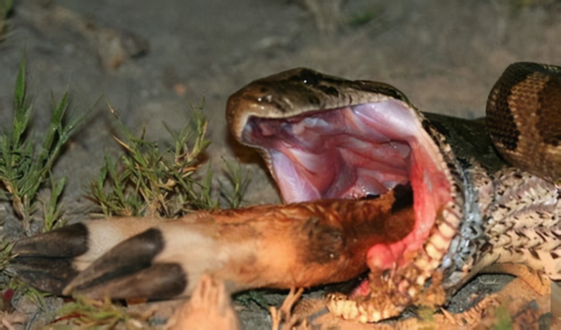 人类如果被蟒蛇活着吞进肚子里，用一把*首匕**能不能自救？