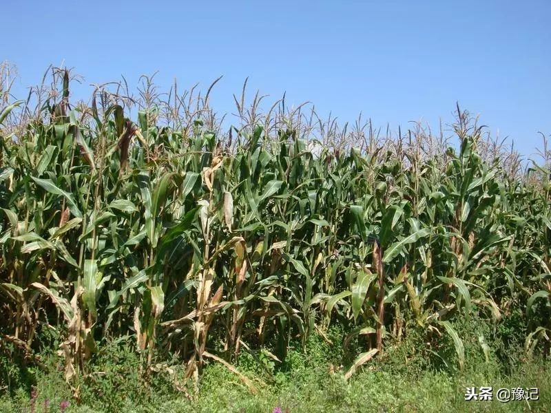 光棍刘军与侄女儿私奔之后,重男轻女的房村怎么样了?