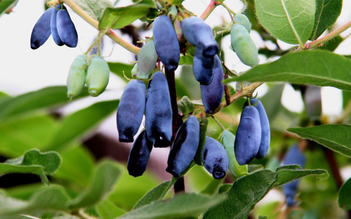 家乡特色美食分享,我家乡的特色是什么