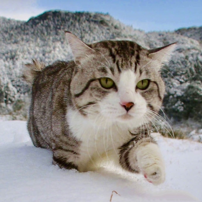 今日萌图,仓鼠身上长了疑似肿瘤的东西