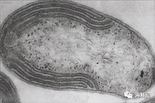 硝化细菌深入研究的九大误区,硝化细菌到底如何选择
