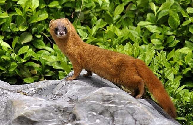 民间驱赶黄鼠狼的最佳方法,老人身上有黄鼠狼