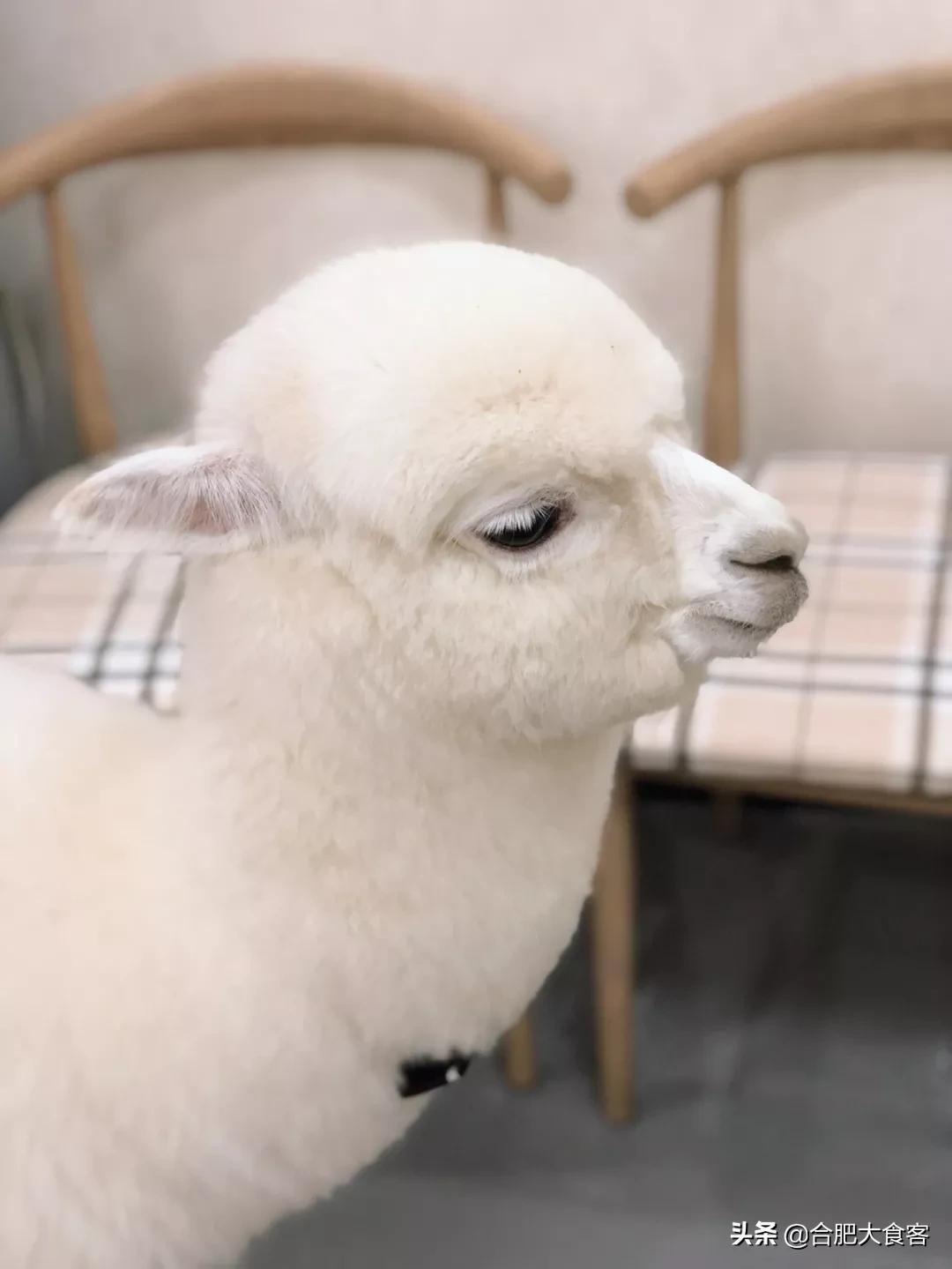 安徽合肥网红排前100名,合肥18-19年比较火的网红