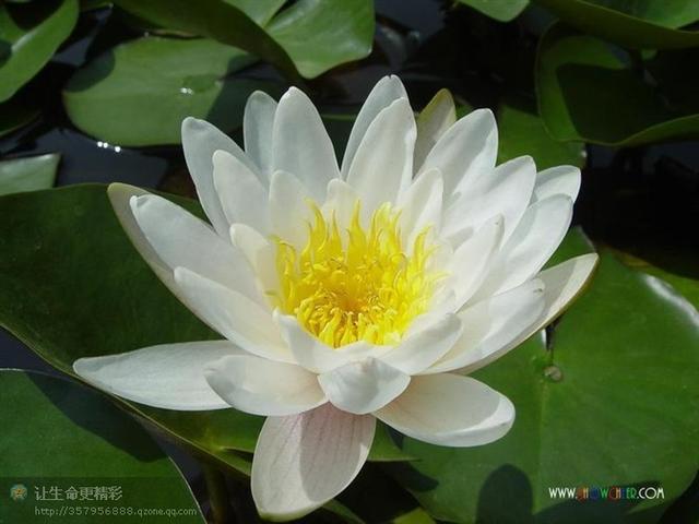 2023年清明祭祖有什么禁忌,清明祭祖有什么禁忌