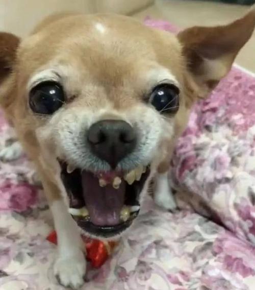 最易掉毛的小型犬,最不好养的5种小型犬