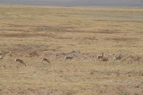1200gs摩旅进藏,摩旅进藏路上的故事