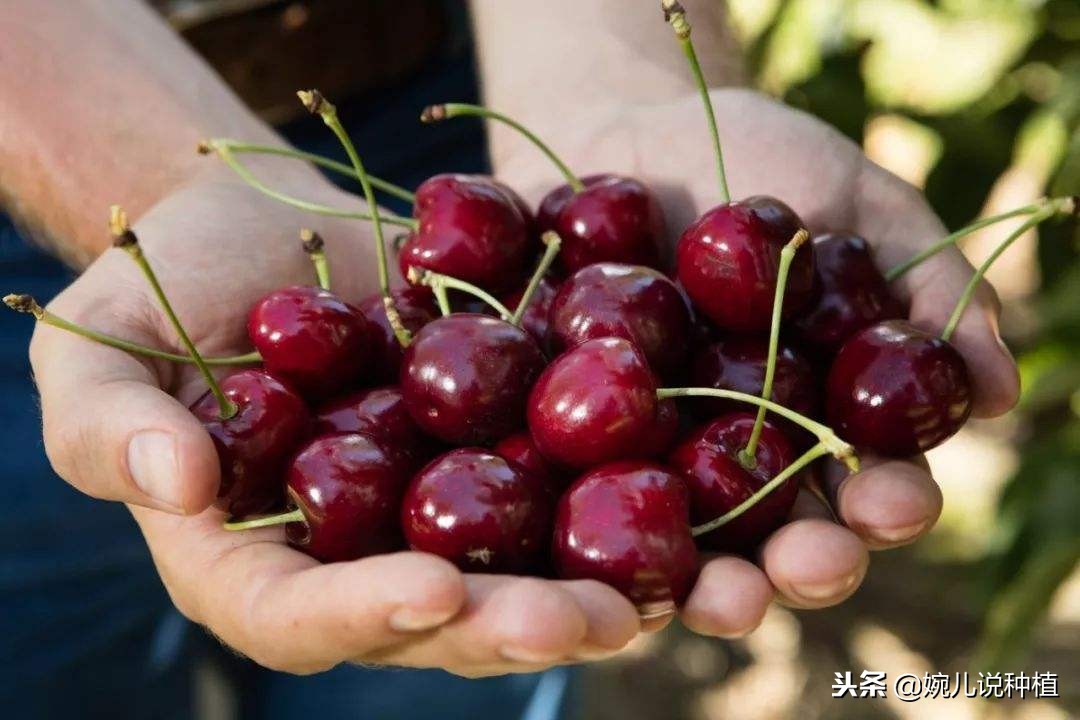 车厘子不就是美国大樱桃吗,车厘子是进口的樱桃吗