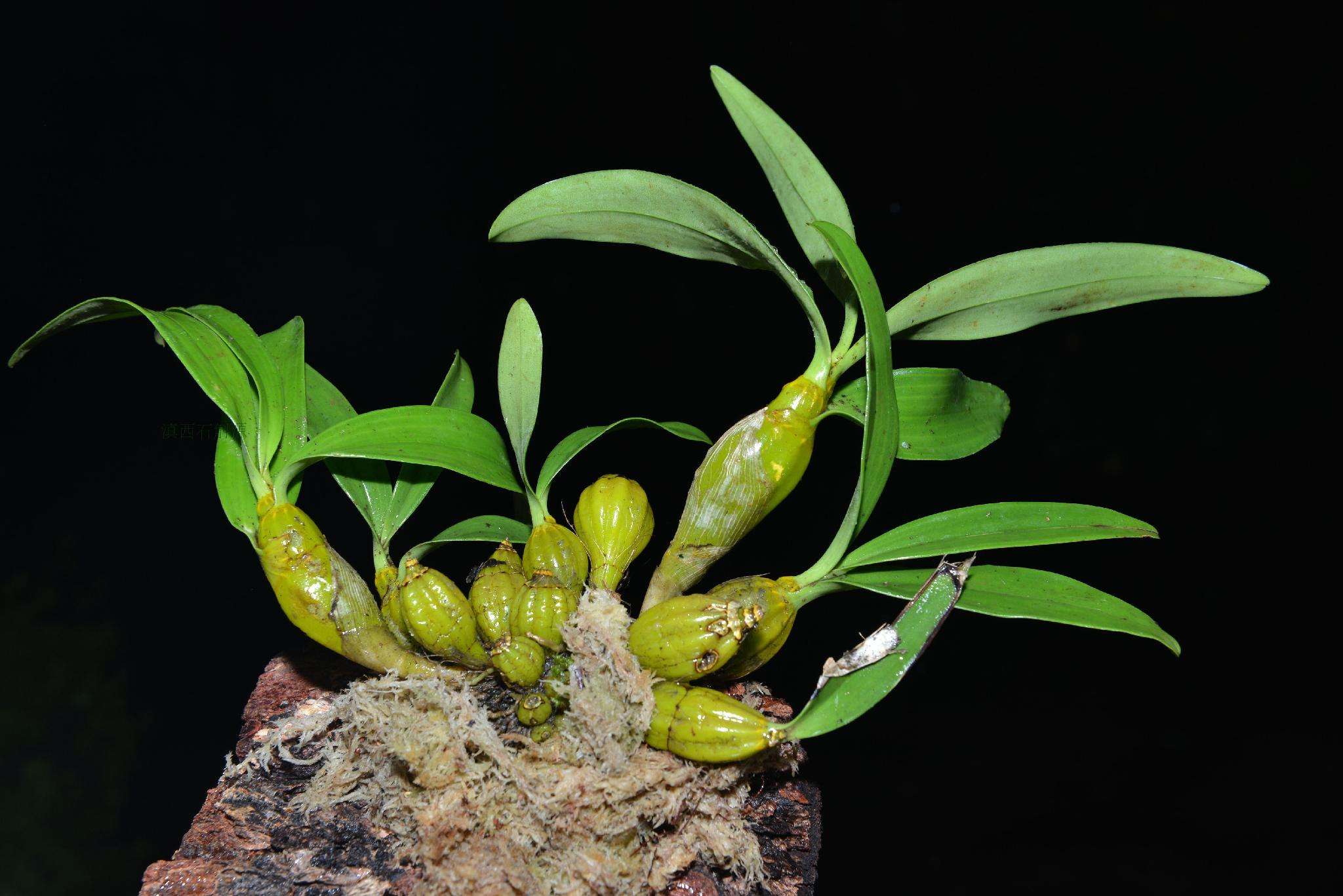 石斛兰黄叶怎么解决,刚盆栽的石斛需不需要天天浇水呢