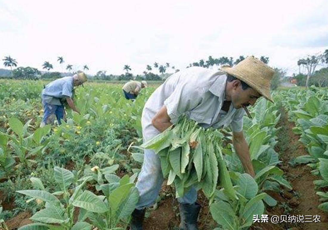 西瓜育苗苗床可以覆盖塑料薄膜吗,育苗苗床上面可以铺塑料薄膜