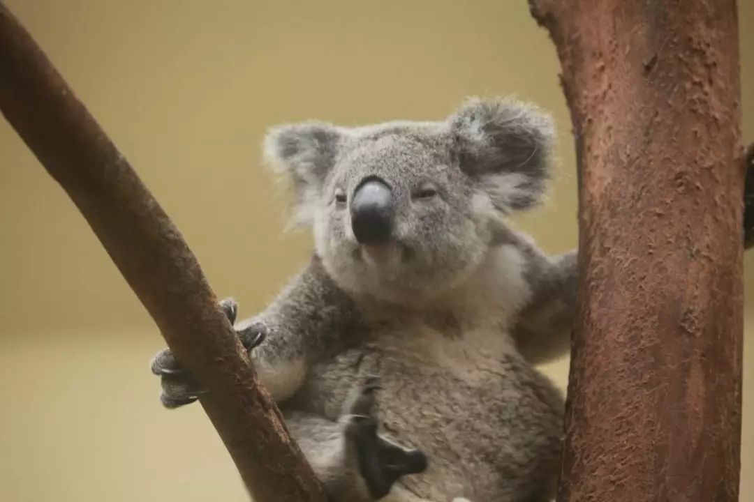 长隆野生动物世界营业时间,广州长隆野生动物园要玩多久