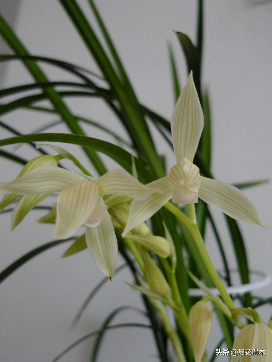 大雪素莲瓣兰和剑阳蝶多少钱一苗,莲瓣兰大雪素和老种大雪素的区别