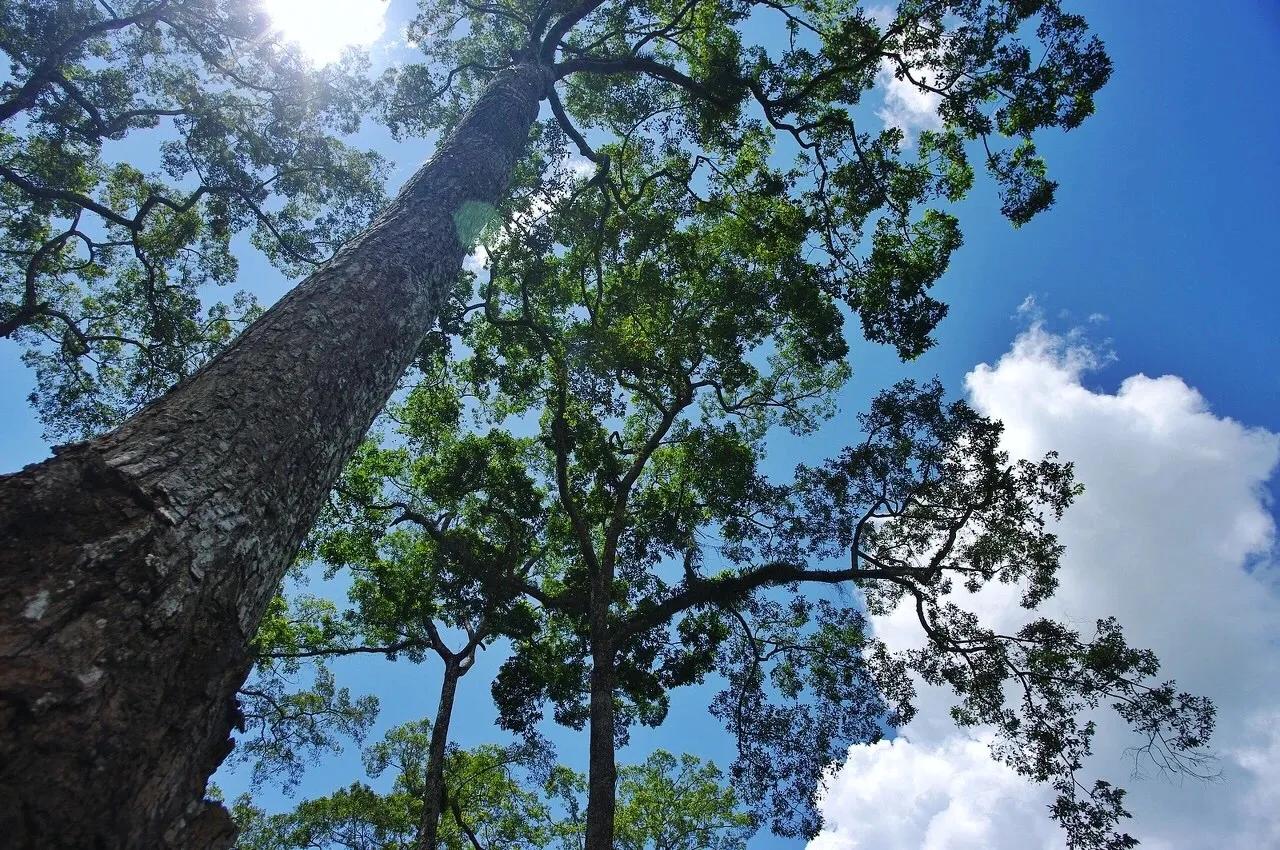 每个人心中都有一个西双版纳,西双版纳最吸引你的是什么