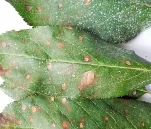 苹果树病虫害防治视频,苹果树病虫害全年防治大全