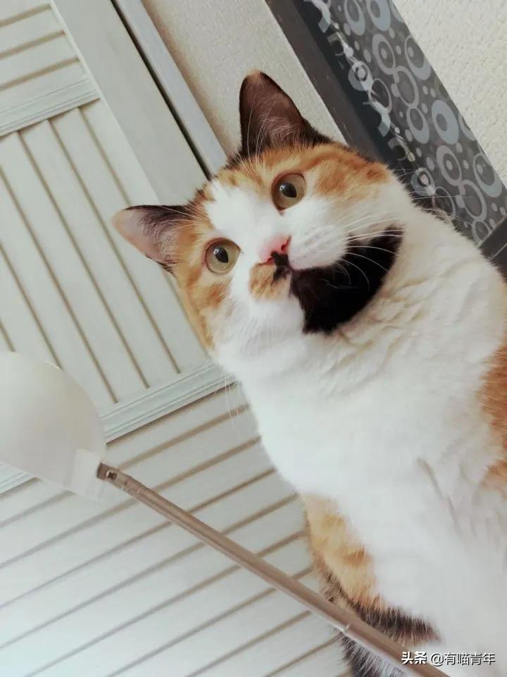 漂亮的三花猫欣赏,最迷人的三花猫