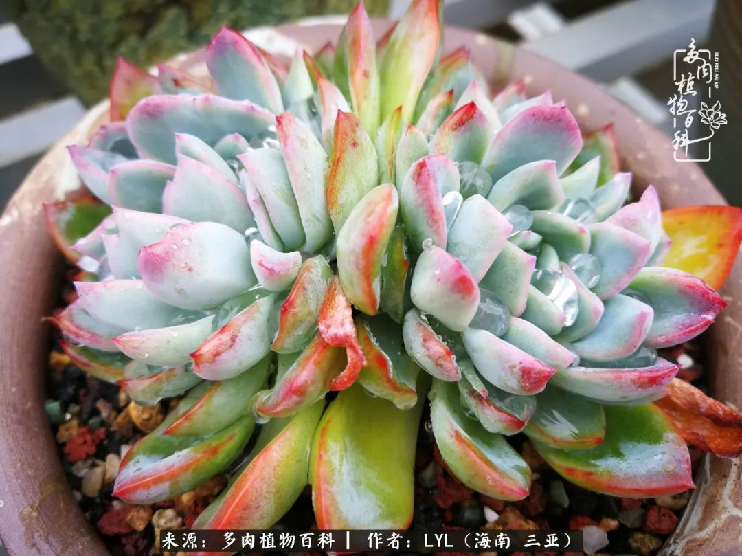 养多肉一年花了3万,养多肉一千多盆