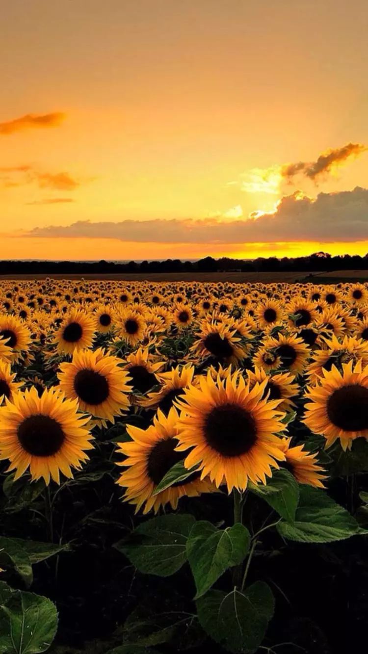 很黄很黄的壁纸,简直亮瞎我的眼!