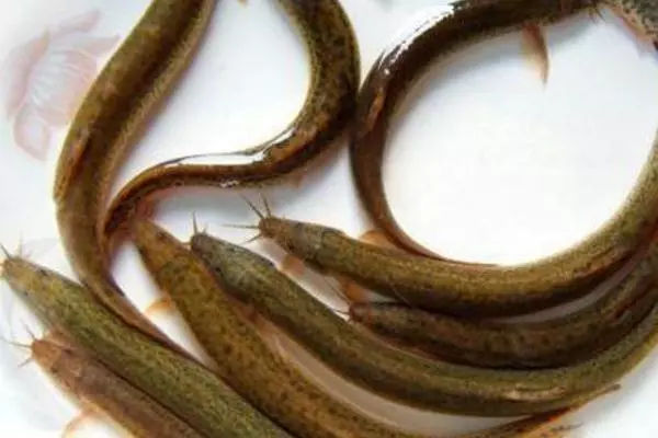 陕西稻田养殖泥鳅成本利润,华农园泥鳅养殖技术达人