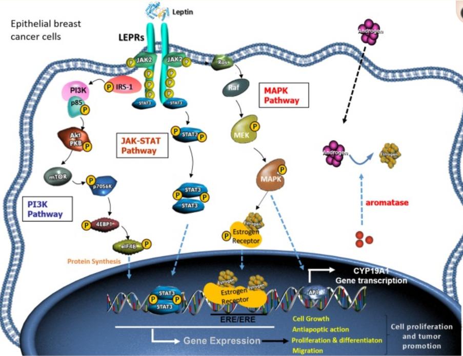 乳腺癌15种锻炼方法,断食或能阻挡乳腺癌发展