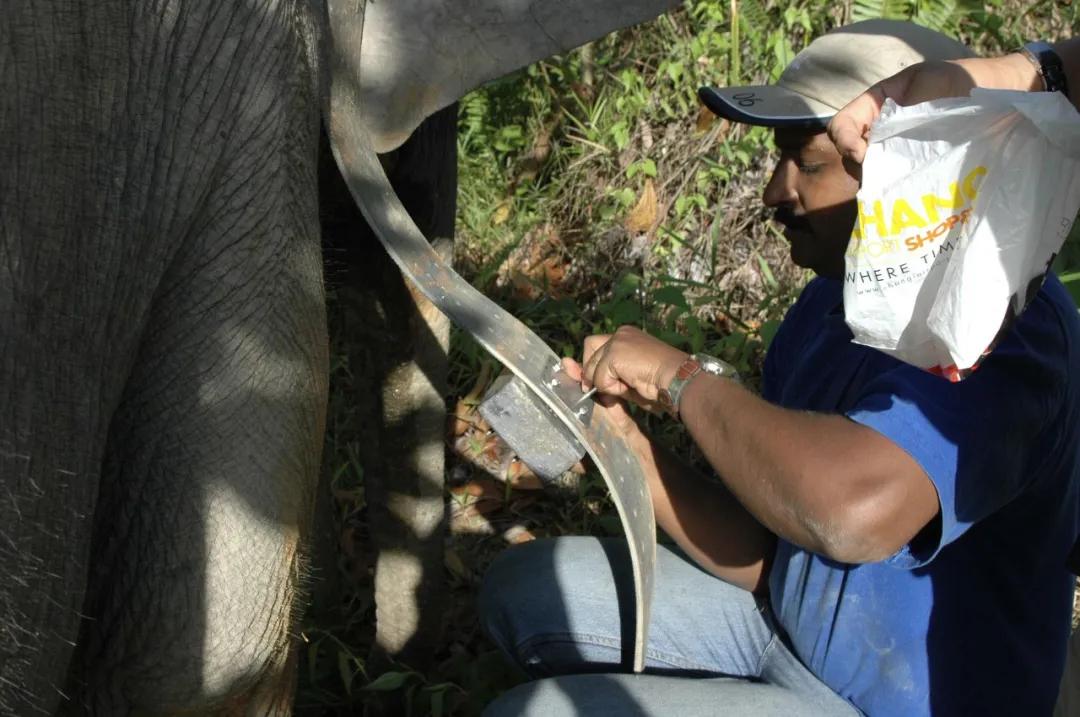 大象保护日,世界大象日最新消息