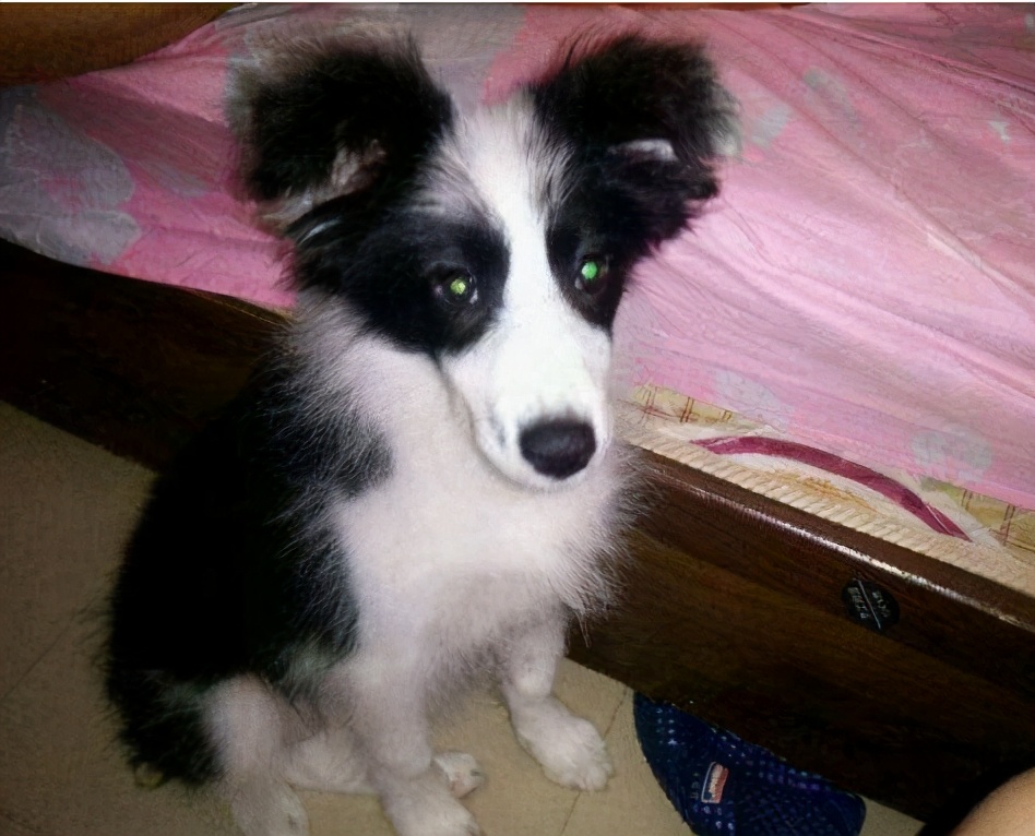 为什么狗狗局部不长毛了,狗狗迅速消瘦怎样补营养