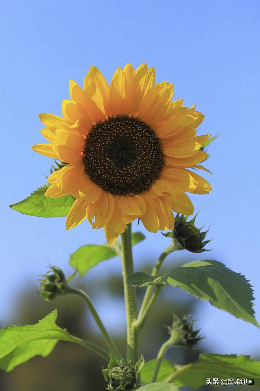 向日葵如何拍摄出好看的效果,向日葵拍摄技巧