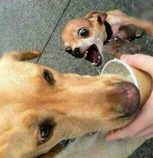 国外的狗跟中国的狗有哪些不一样,中国的土狗好还是外国的狗好