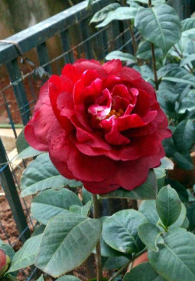 种出有质量的上品好茶花,最香最高雅四季能开花的茶花