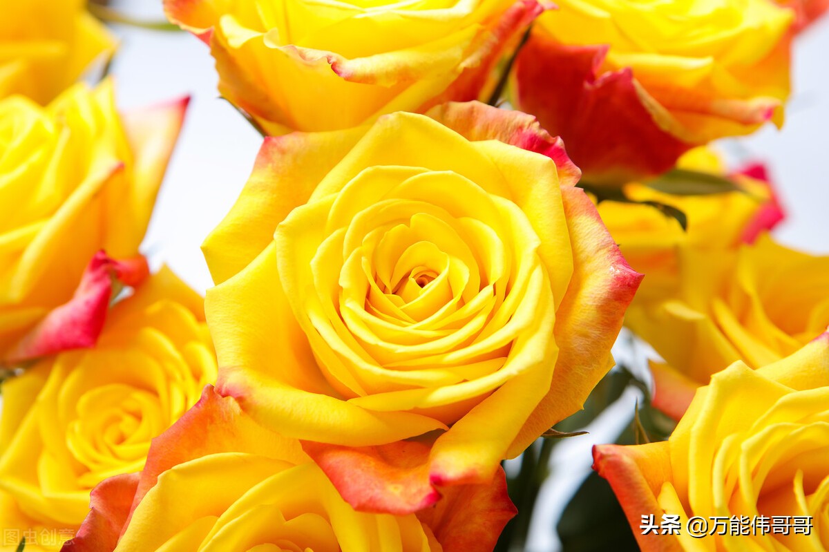 玫瑰的世界剧照,玫瑰的世界钢琴版