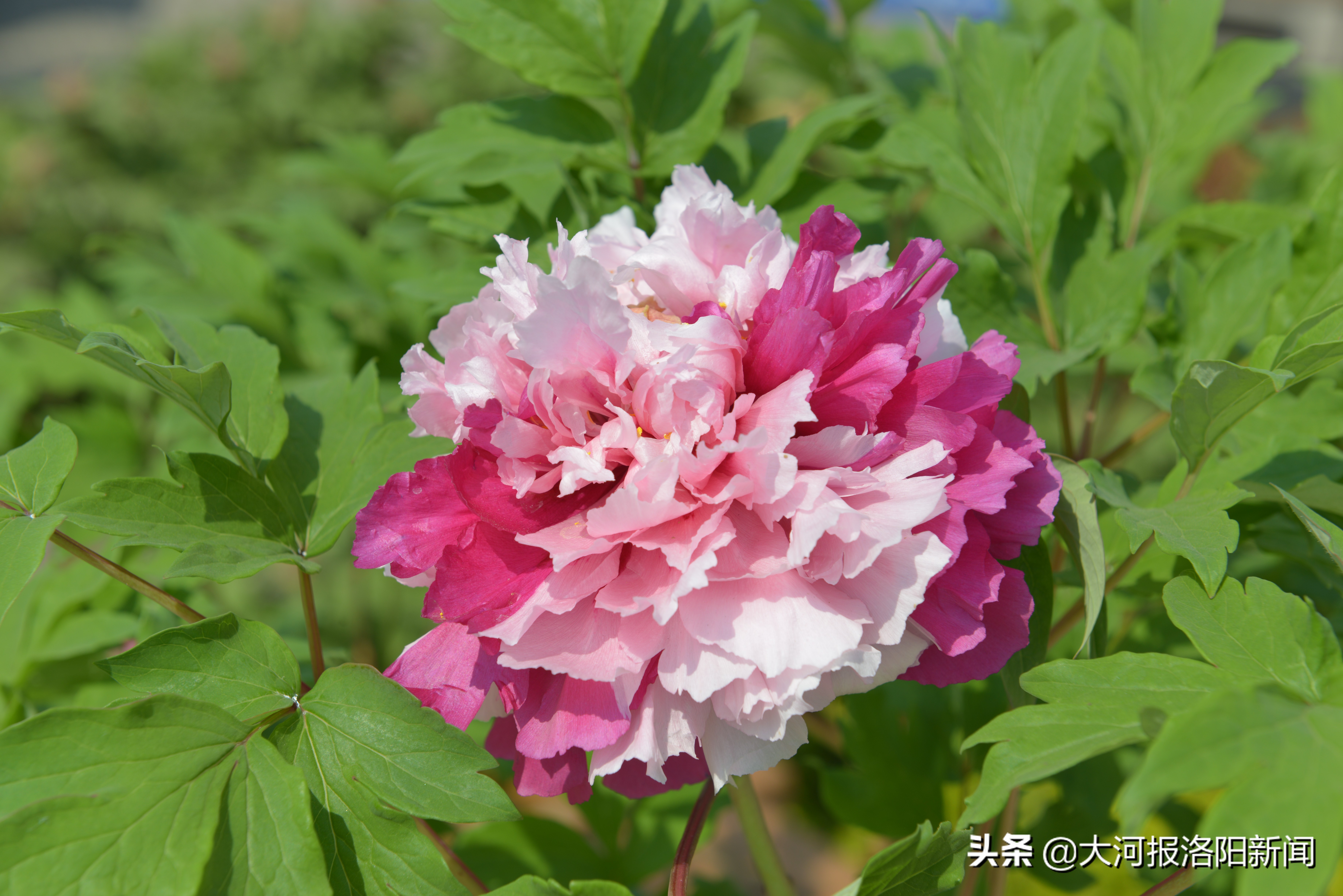 洛阳国际牡丹园太空牡丹花争艳,洛阳国际牡丹园的太空牡丹