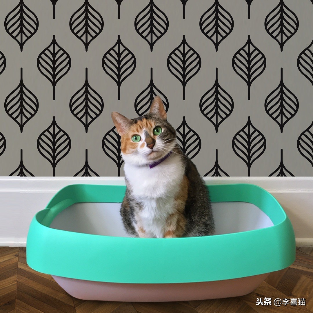 没绝育的公猫想要带回老家,没绝育的公猫很瘦